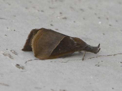 Réf. 218 730 : Hypena lividalis